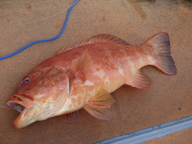 スジアラ料理 南日本に生息するハタ科のスジアラ 大きくなると１ｍ達するという 皮は厚く 脂は多く 汁にするととてつもなくいい出汁が出る 鹿児島ではアカセビ 沖縄では アカジンと言ったりする 南九州では最も珍重されている高級魚である